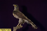 鳳頭蒼鷹藏品圖，第9張